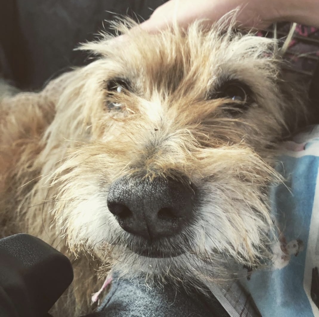 Picture of Brown, the rescue dog